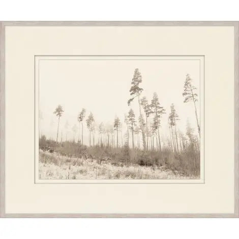 Framed black and white photograph of a forest scene with tall trees.