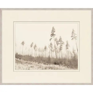 Framed black and white photograph of a forest scene with tall trees.